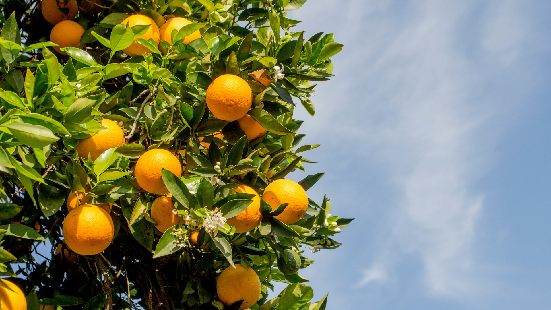 Organic Fruit Box